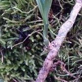 蛇鞭菊種素 蛇鞭菊種素