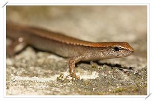 台灣地蜥 台灣地蜥