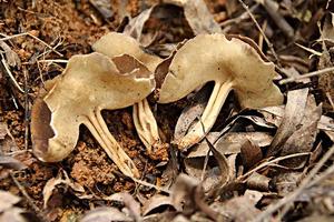 馬鞍菌素 馬鞍菌素