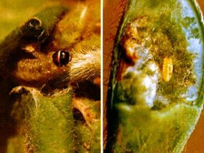 大豆莢癭蠅 大豆莢癭蠅