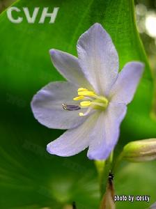 雨久花科_雨久花