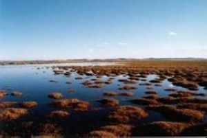 丹東鴨綠江口濱海濕地國家級自然保護區 丹東鴨綠江口濱海濕地國家級自然保護區