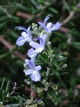 迷迭香族 迷迭香族