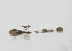上海市崇明東灘自然保護區 磯鷸