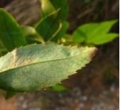 微毛山礬 微毛山礬