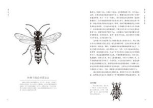 ：《昆蟲記·第一卷：高明的殺手》