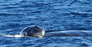 這張7月23日由澳大利亞西部鯨類研究中心提供的照片顯示駝背鯨在寧加盧礁水域將幼崽托出水面幫助其首次呼吸的情景