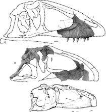 馬普龍頭骨化石