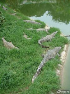 重慶市鱷魚中心