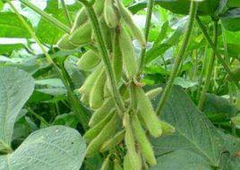 菏豆19號 菏豆19號