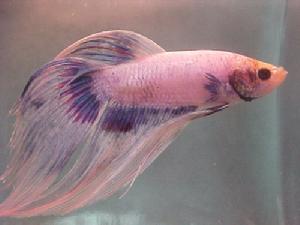 鬥魚圖片-世界名魚