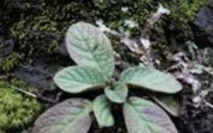 中華被萼苣苔 中華被萼苣苔