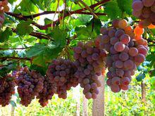 秦皇島地方特產