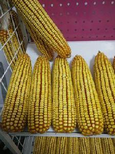 荃研1號 荃研1號