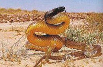 澳內陸太攀蛇