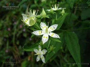 星萼獐牙菜 星萼獐牙菜