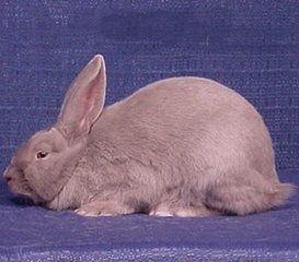 比華倫兔 比華倫兔