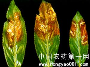 茶樹雲紋葉枯病 茶樹雲紋葉枯病