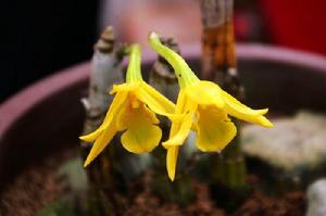 齒爪疊鞘蘭 齒爪疊鞘蘭