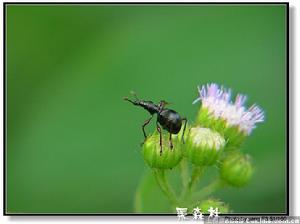 鞘翅目三錐象科 鞘翅目三錐象科