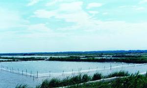 （圖）灘涂養殖