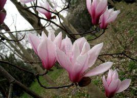 寶華玉蘭 寶華玉蘭