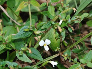百金花亞族 百金花亞族
