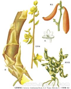 毛萼珊瑚蘭 毛萼珊瑚蘭