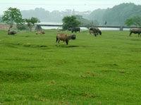 浙西大草原 浙西大草原