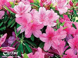 長蕊杜鵑 長蕊杜鵑