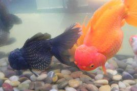 紅頂虎頭 紅頂虎頭