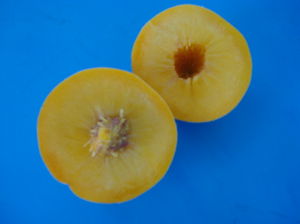 平邑縣大興果品專業合作社 平邑縣大興果品專業合作社