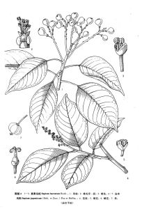 白木烏桕 (植物分類學報) 圖版4: 4-7
