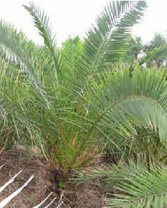 加那利海棗櫚 加那利海棗櫚