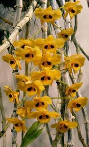 束花石斛[束花石斛]