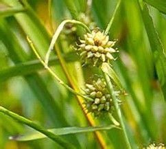 穗狀黑三棱 穗狀黑三棱