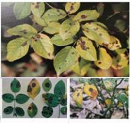 玫瑰黑斑病 玫瑰黑斑病