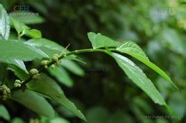 絲梗樓梯草 絲梗樓梯草