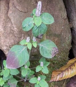 長毛香薷 長毛香薷