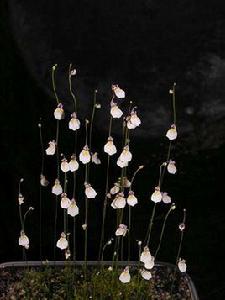 海妖女狸藻 海妖女狸藻