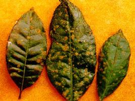 茶藻斑病 茶藻斑病