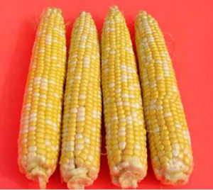 超甜15號 超甜15號