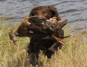 美國水獵犬