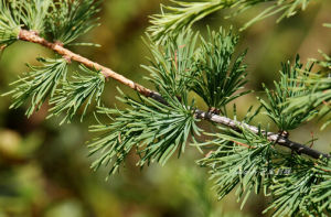 怒江紅杉 怒江紅杉
