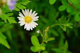 毛枝狗娃花 毛枝狗娃花