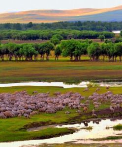 黑山頭組 黑山頭組