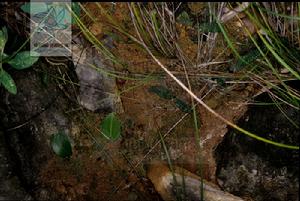 廣西舌喙蘭 廣西舌喙蘭