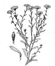 圓齒狗娃花 圓齒狗娃花