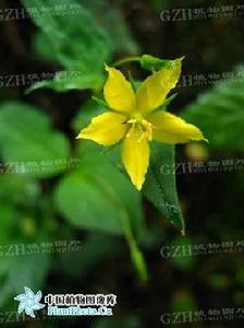 細梗香草 細梗香草