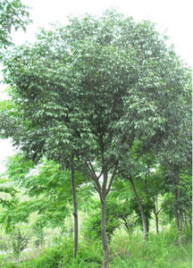 常青白蠟 常青白蠟